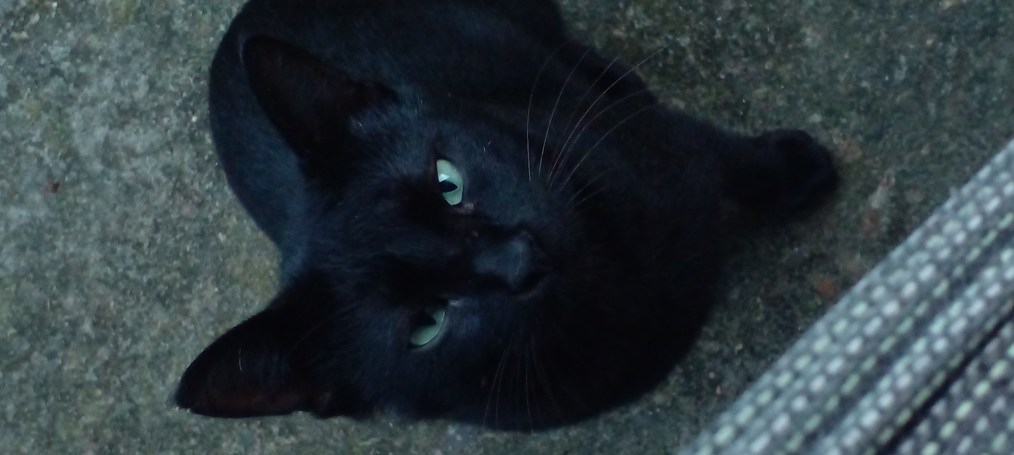 Pet Coletivo da(o) Nosferatu