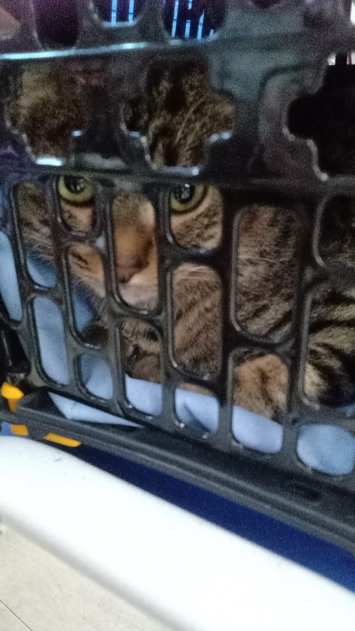 Pet Coletivo da(o) Freddy
