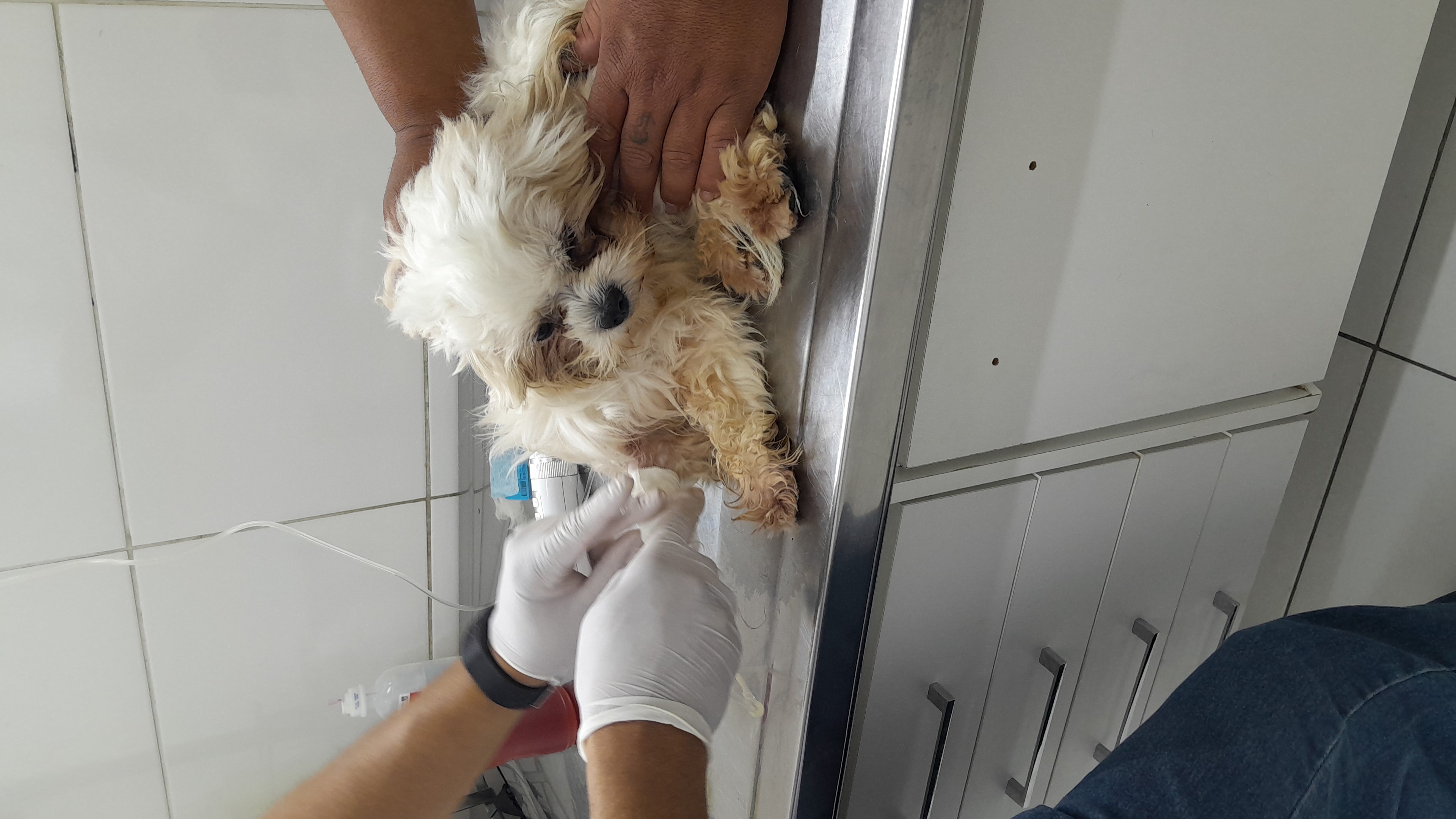Pet Coletivo da(o) Marley