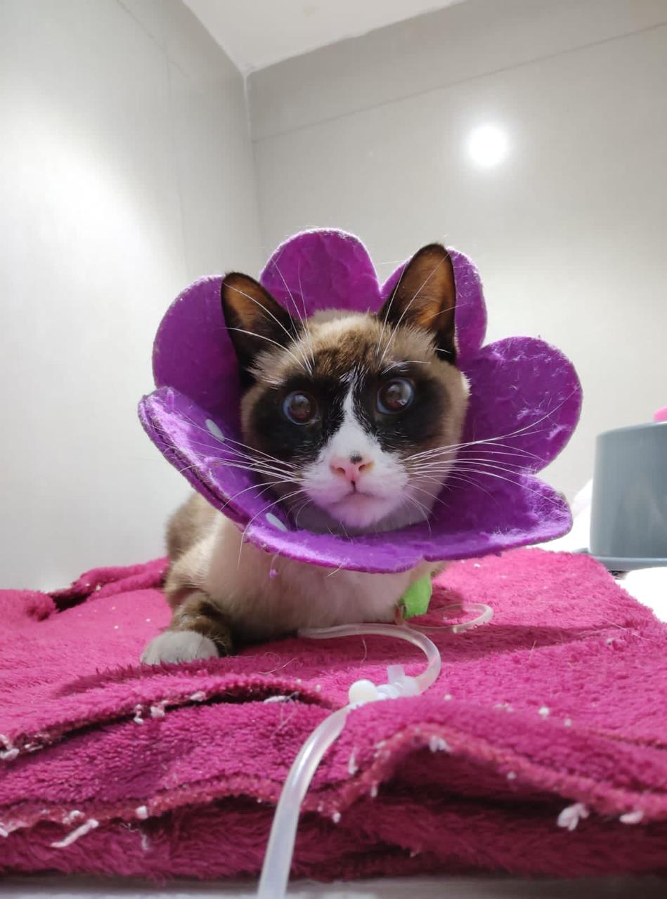 Pet Coletivo da(o) Clovinho