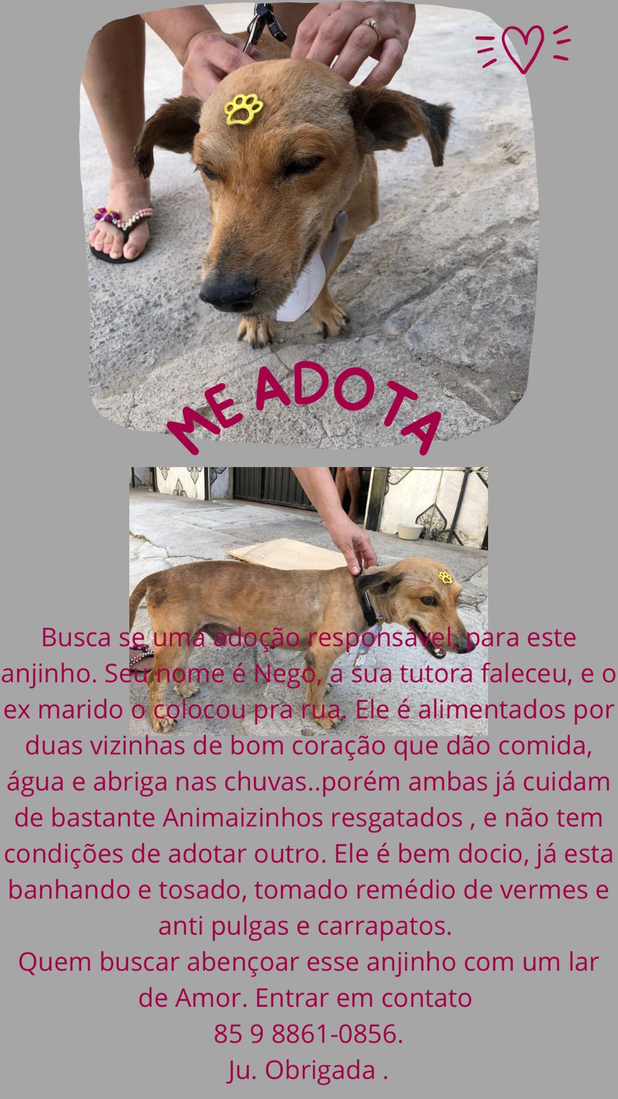 Pet Coletivo da(o) NEGO
