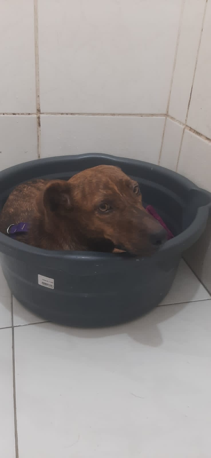 Pet Coletivo da(o) Memel
