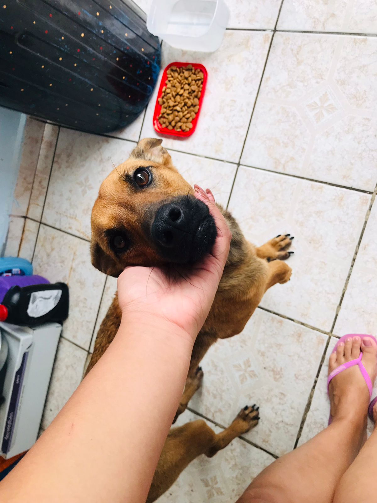 Pet Coletivo da(o) Tereza