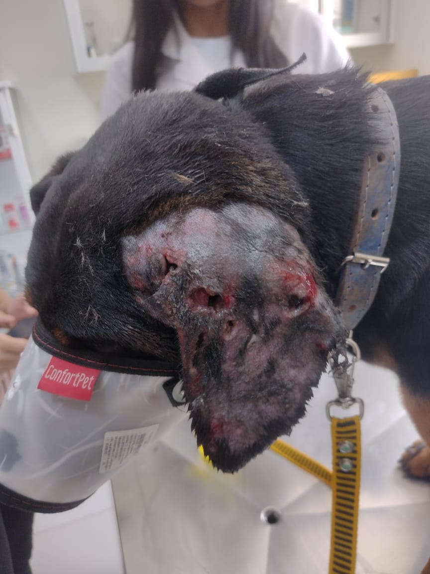 Pet Coletivo da(o) Guerreiro