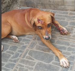 Pet Coletivo da(o) PRINCESA