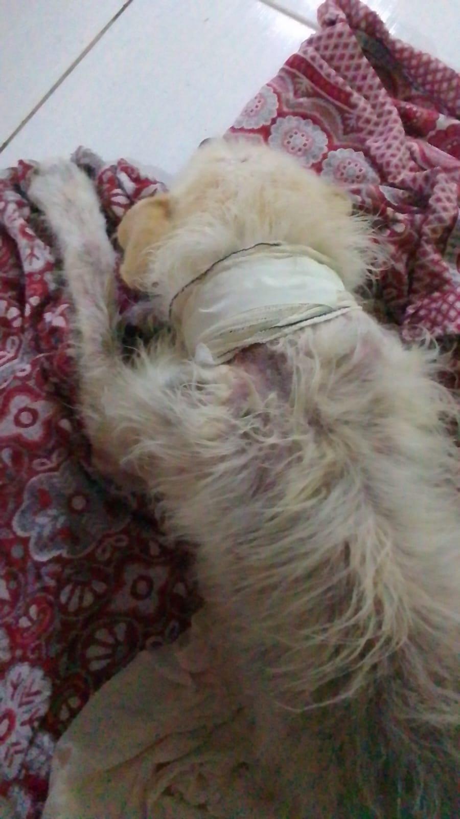 Pet Coletivo da(o) Alemão 