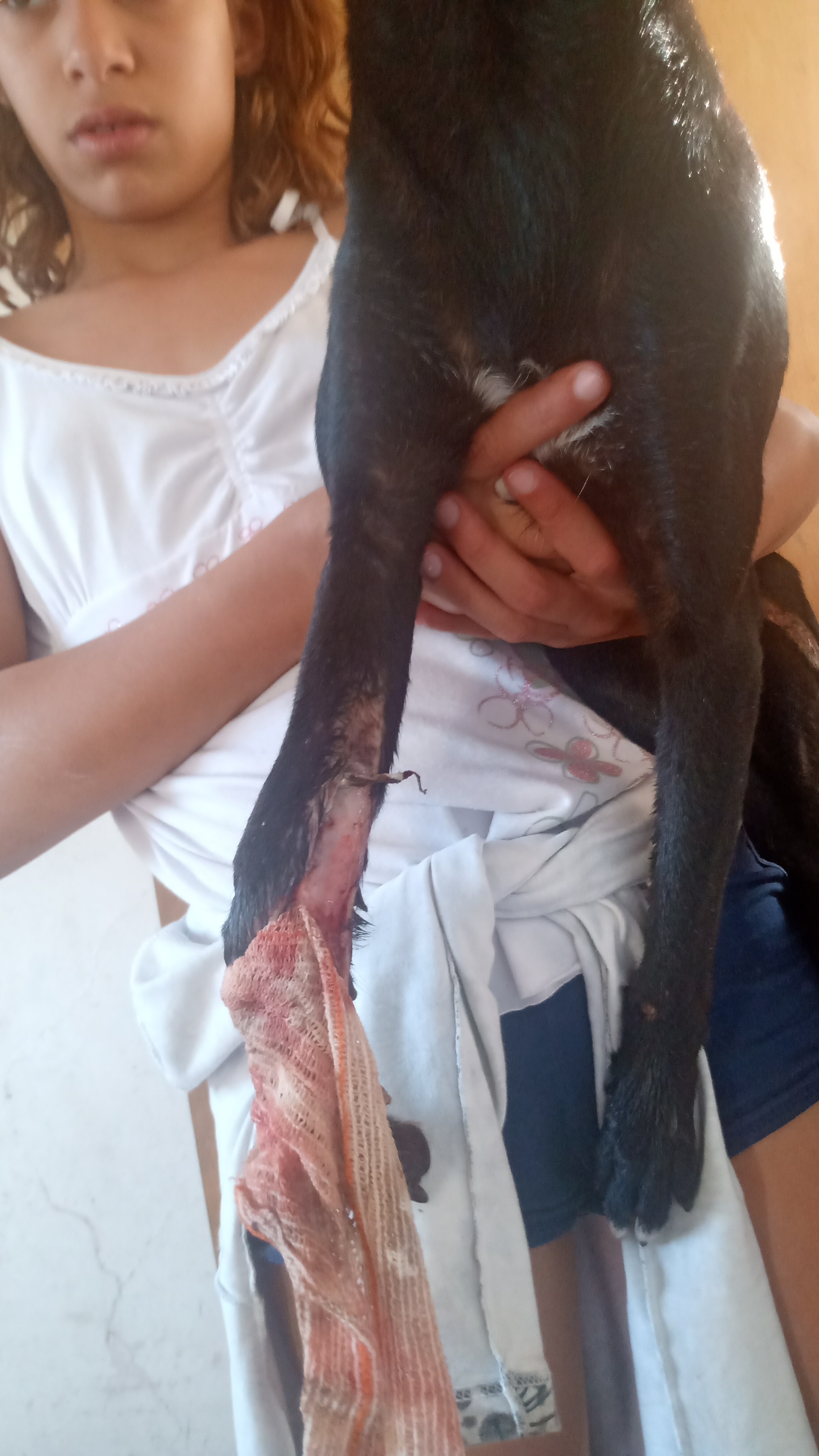 Pet Coletivo da(o) Neguinha