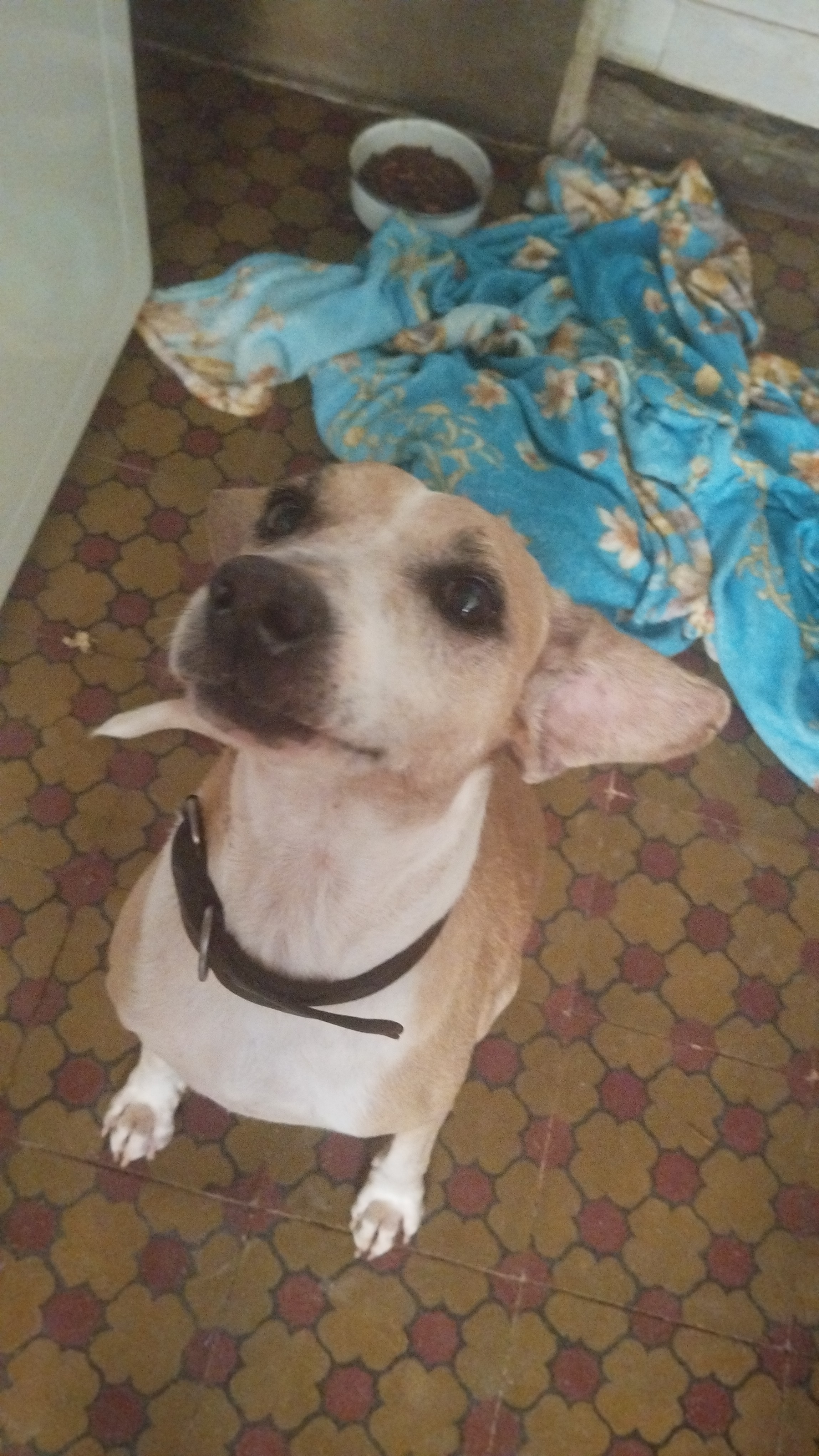 Pet Coletivo da(o) Zig