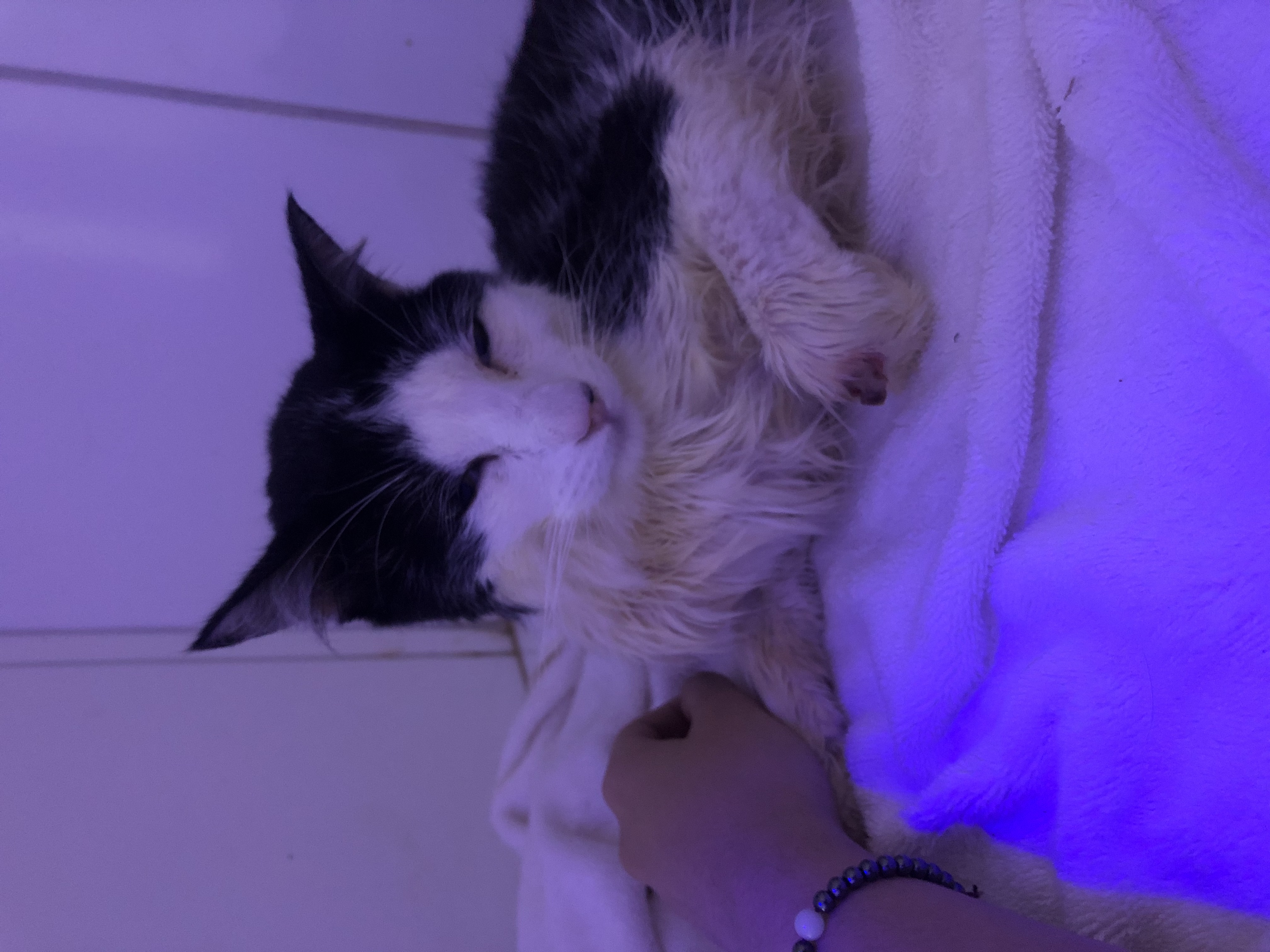 Pet Coletivo da(o) Chanin