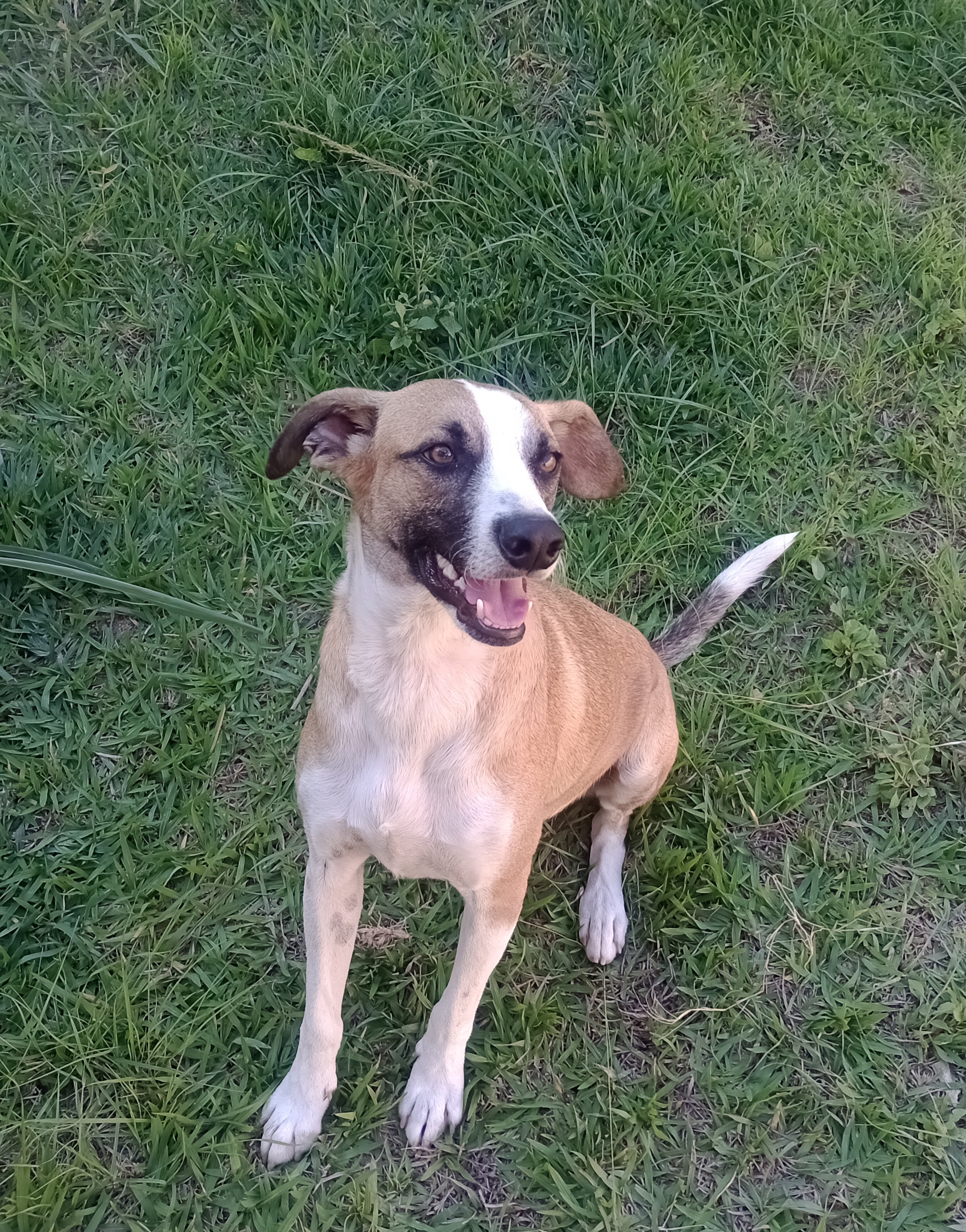 Pet Coletivo da(o) Emília