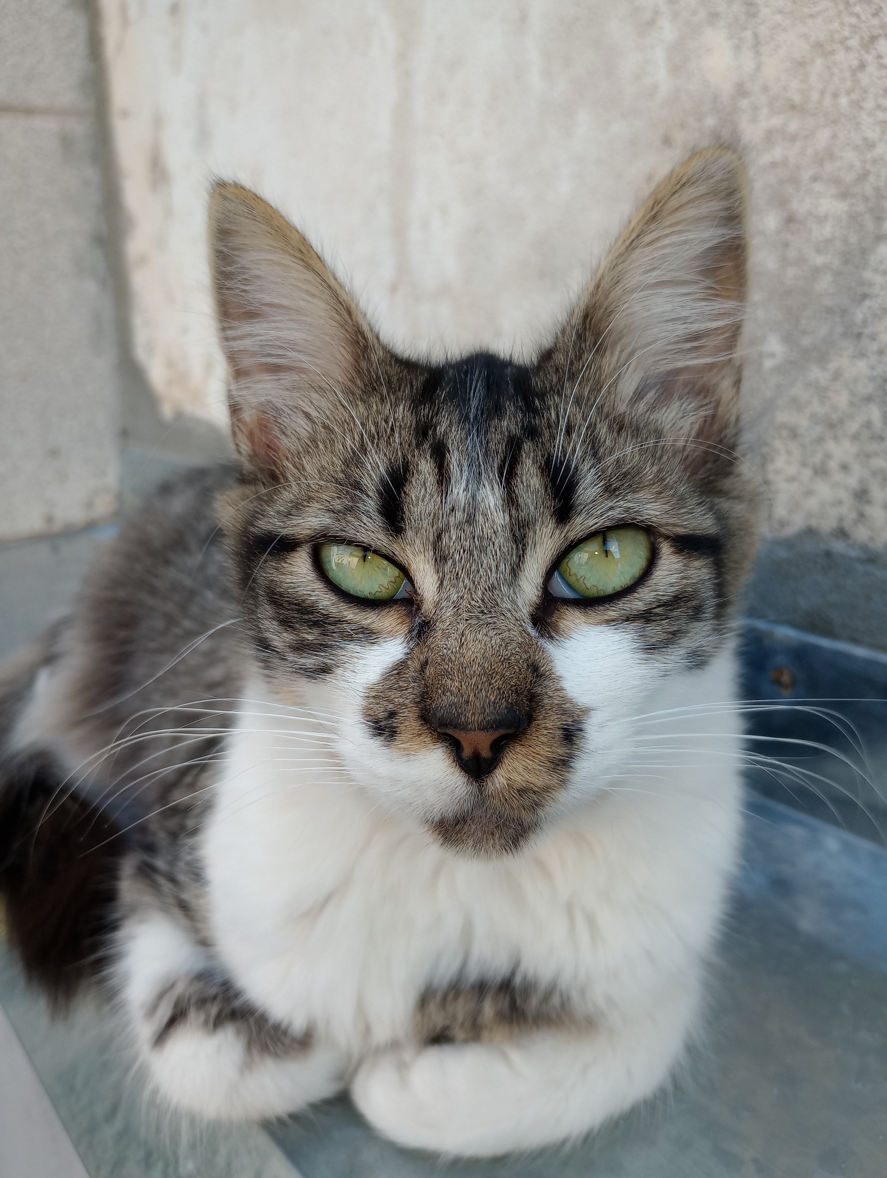 Pet Coletivo da(o) Mhya, Pretah, Fofura, Baxinha, Alemão 