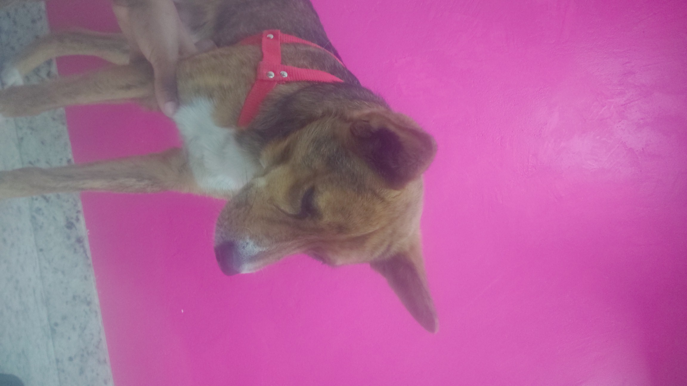 Pet Coletivo da(o) Max