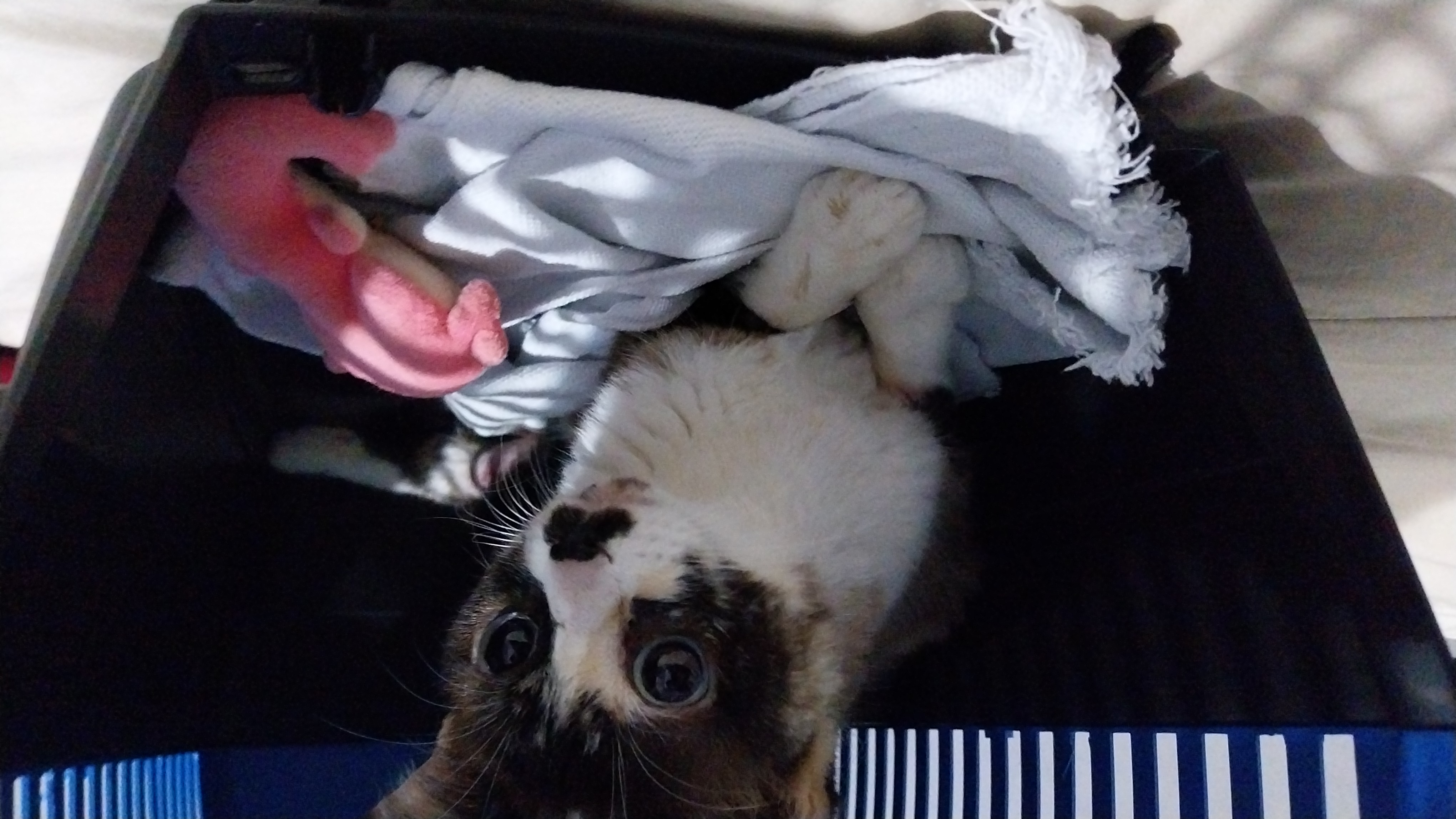Pet Coletivo da(o) Jujuba