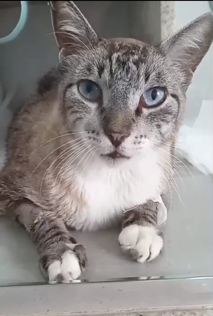 Pet Coletivo da(o) Gordo 
