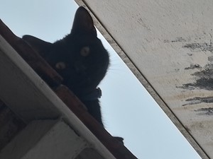 Vaquinha do(a) Neguinho 