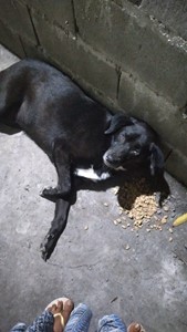 Vaquinha do(a) Trovão