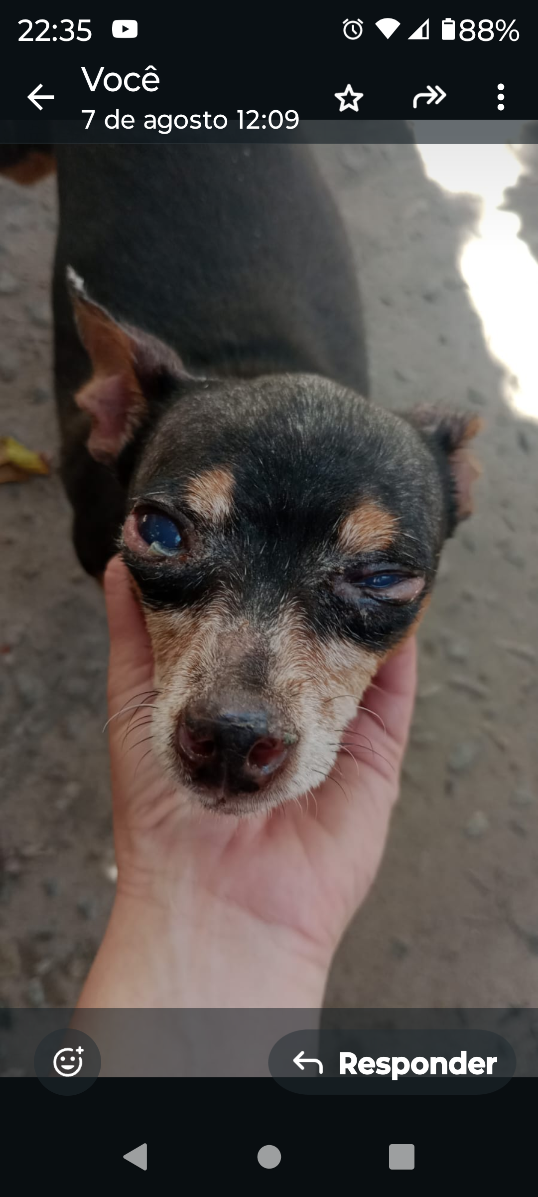 Pet Coletivo da(o) Fofinha 