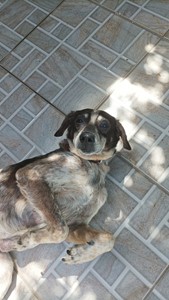 Vaquinha do(a) Bolinha 