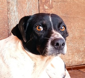Vaquinha do(a) Golda