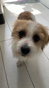 Vaquinha do(a) Vaquinha do Juninho