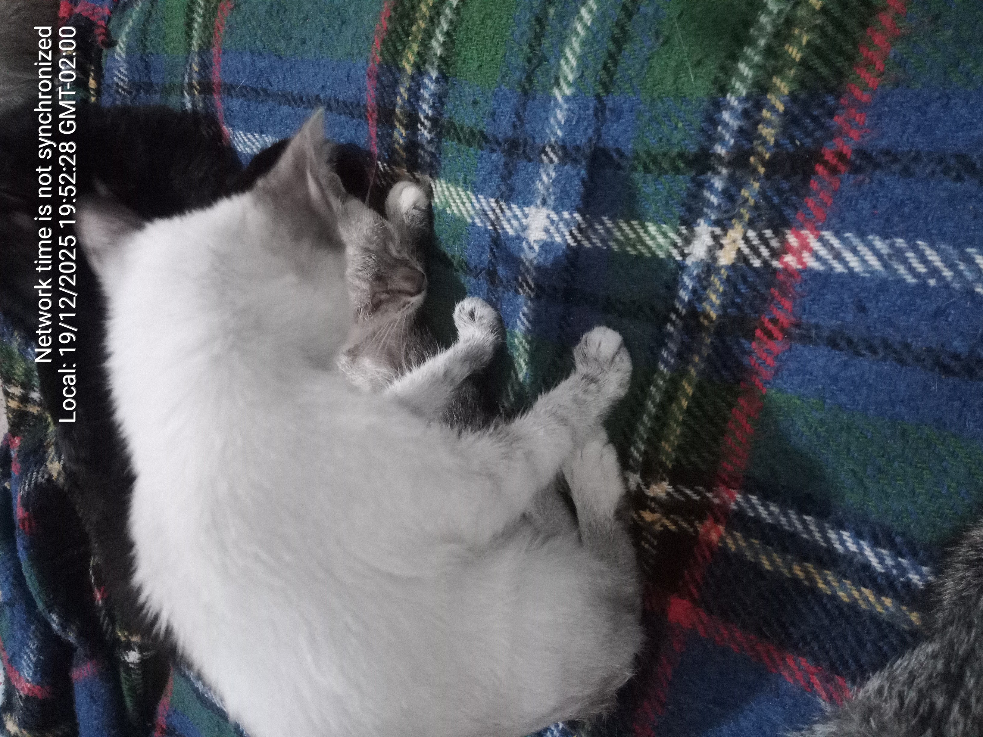 Pet Coletivo da(o) Psylogre