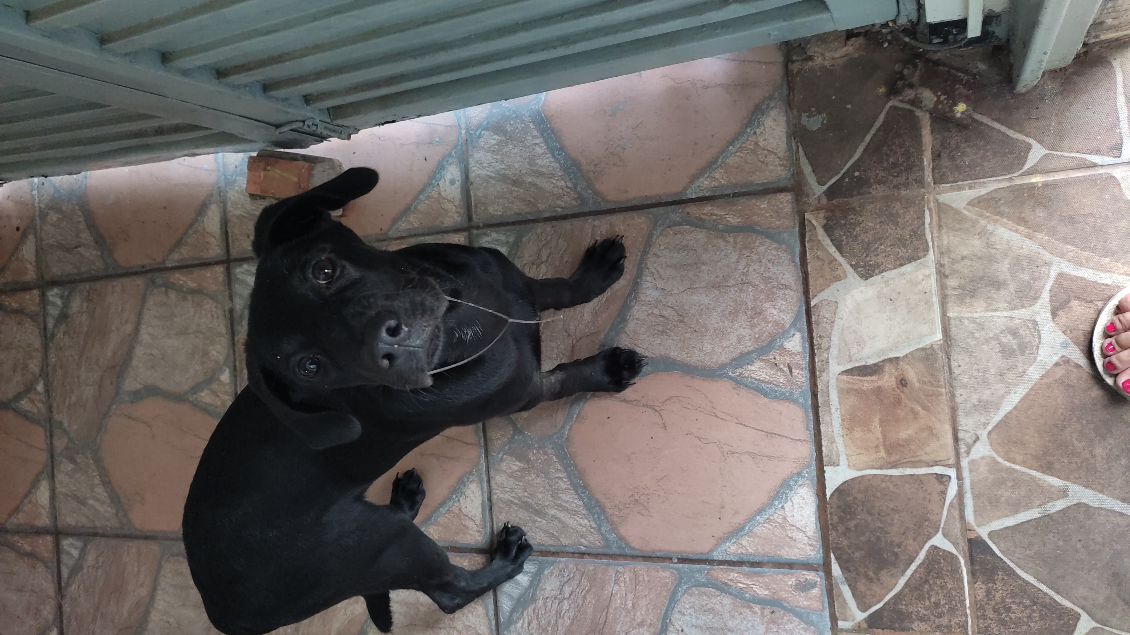 Pet Coletivo da(o) Sirius Black