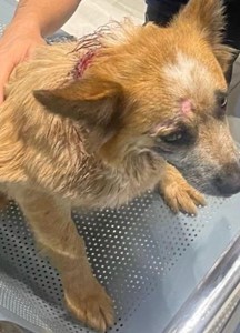 Vaquinha do(a) Colina 