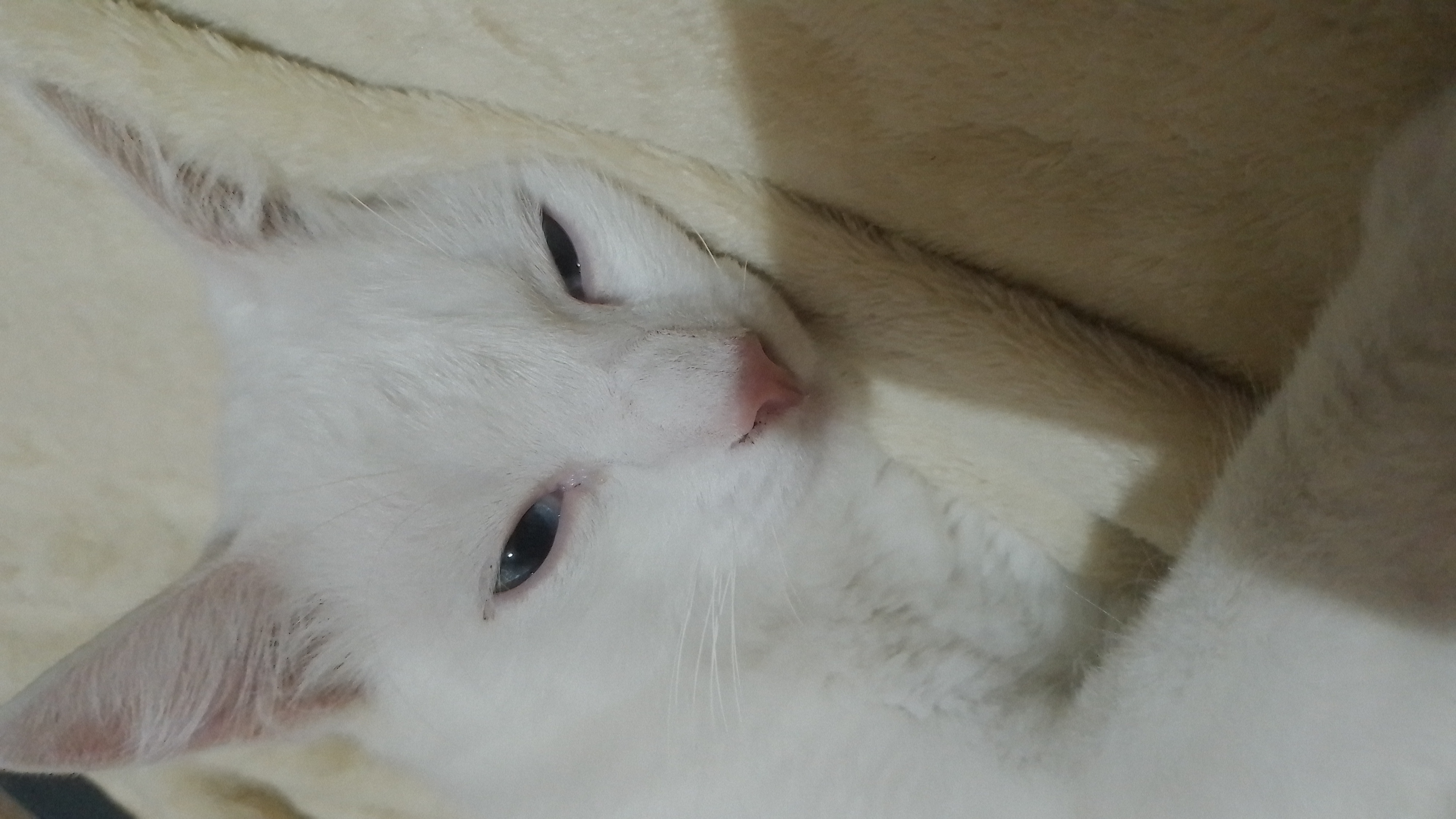 Pet Coletivo da(o) Fredinho