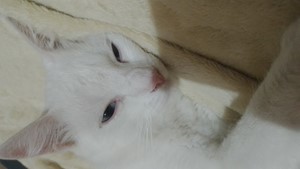 Vaquinha do(a) Fredinho