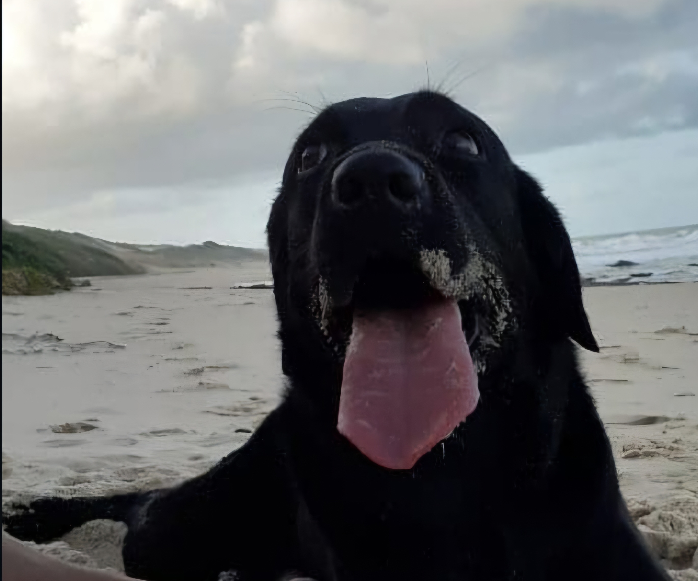 Pet Coletivo da(o) Valentina 