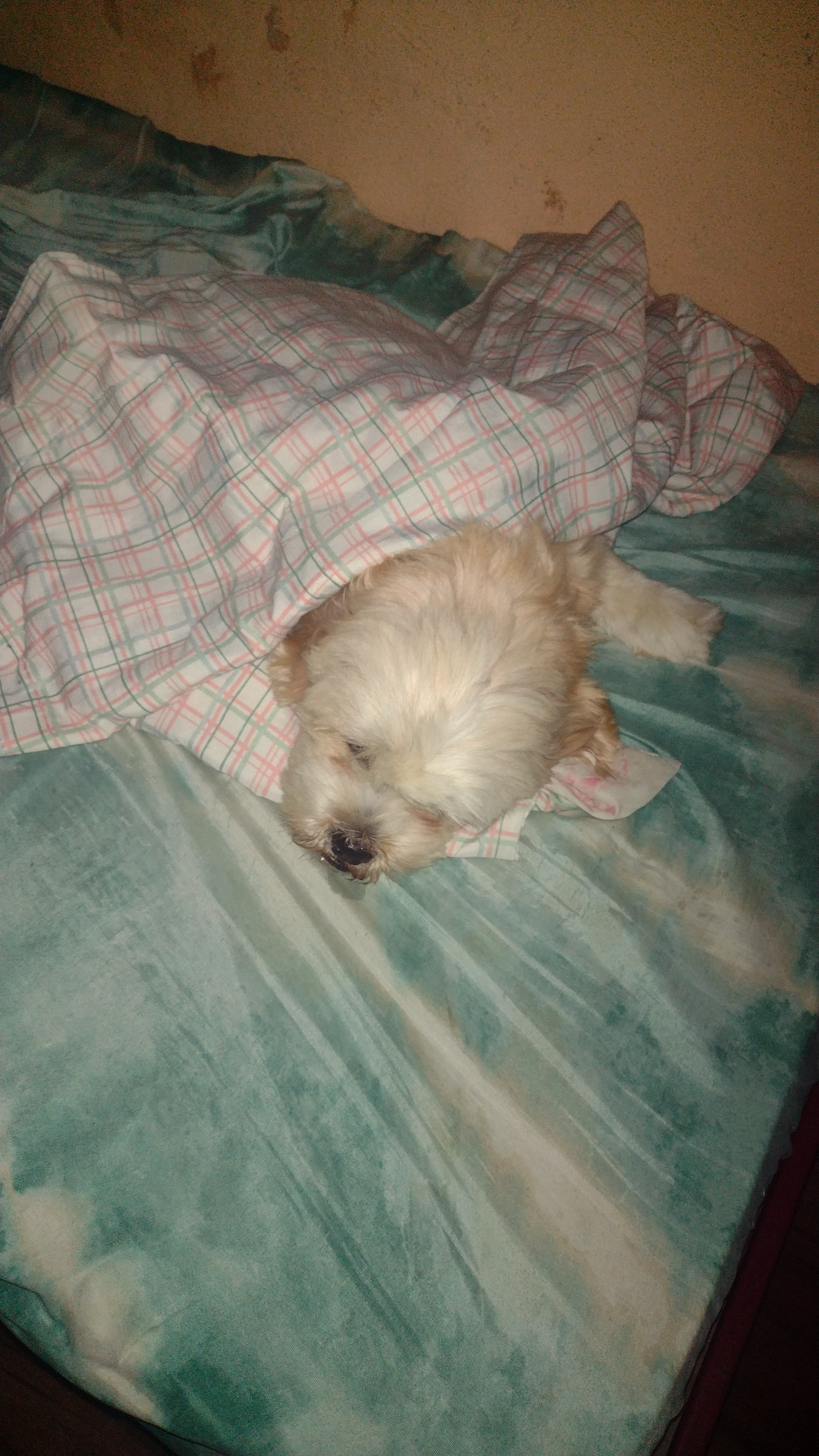 Pet Coletivo da(o) Xaxa