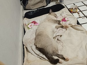 Vaquinha do(a) Meggie 