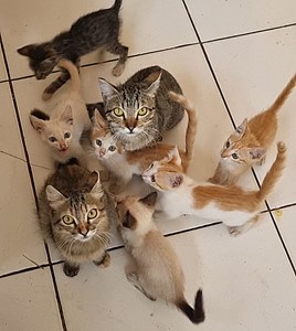 Vaquinha do(a) Gatos & cia