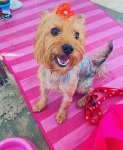 Vaquinha do(a) Masha