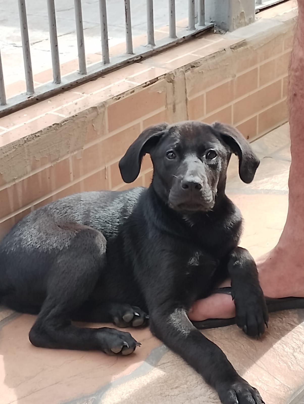 Pet Coletivo da(o) Sirius Black