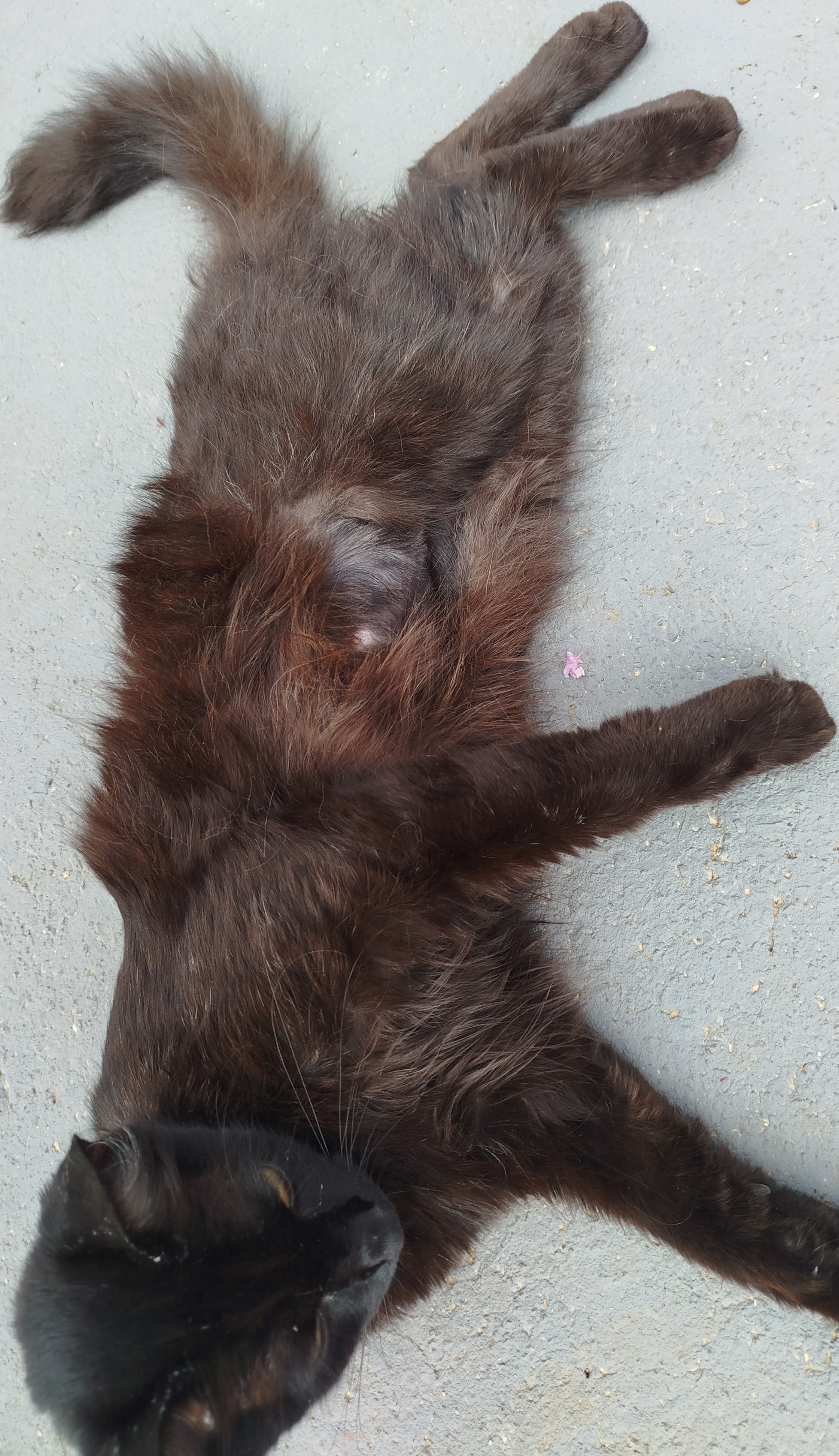 Pet Coletivo da(o) Pantera