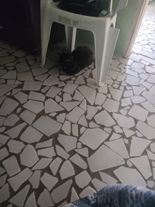 Vaquinha do(a) Salem 