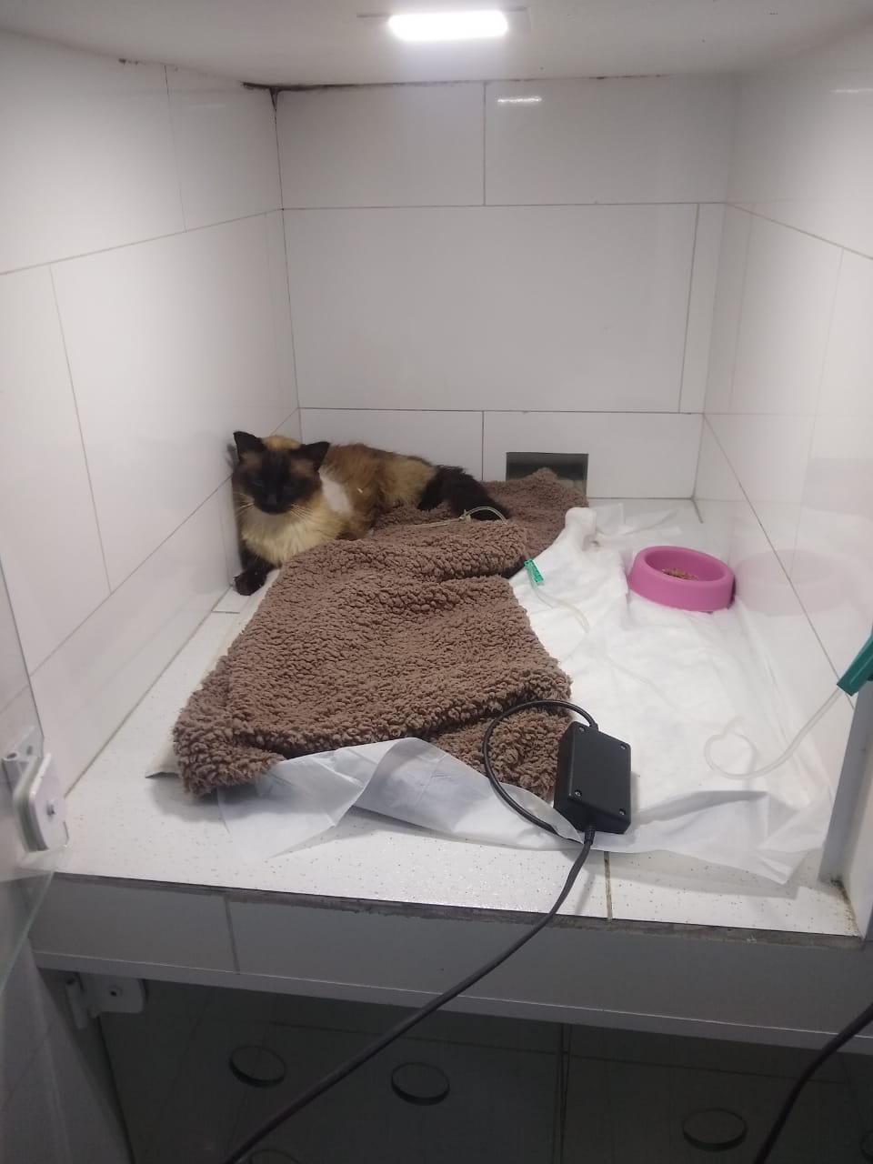 Pet Coletivo da(o) Marrom