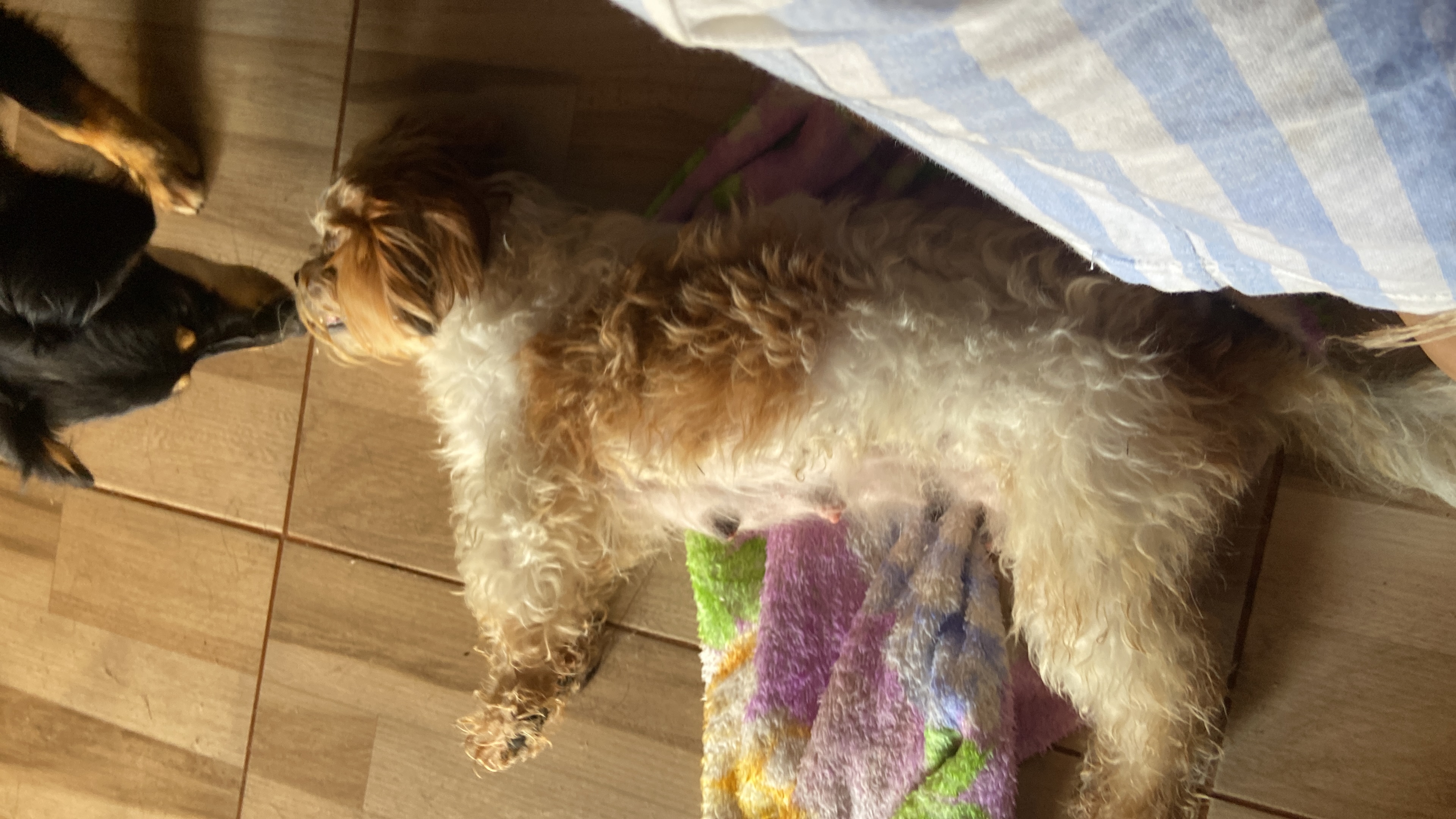Pet Coletivo da(o) Belinha