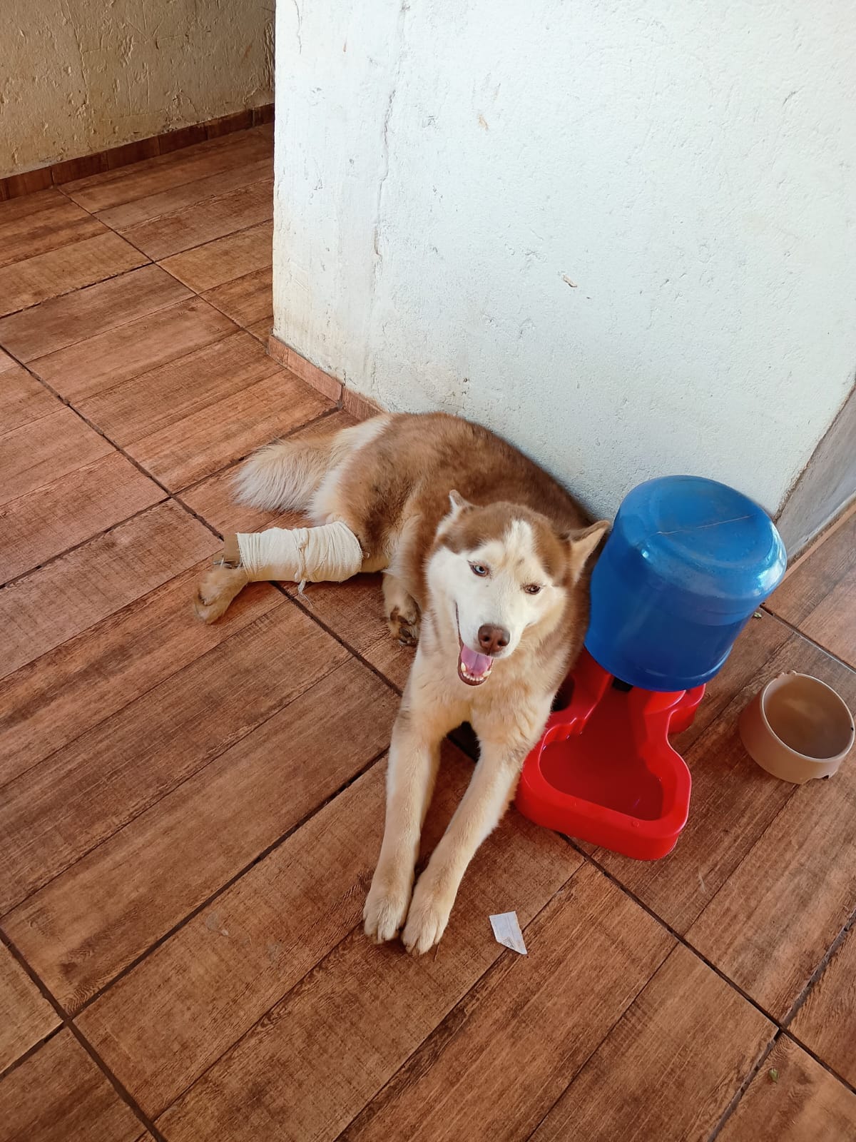 Pet Coletivo da(o) Zeus