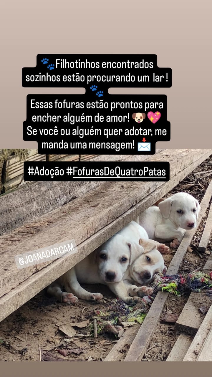 Pet Coletivo da(o) Trio casca dura