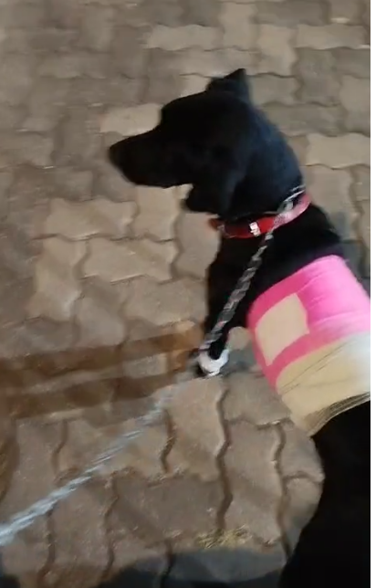 Pet Coletivo da(o) chokito