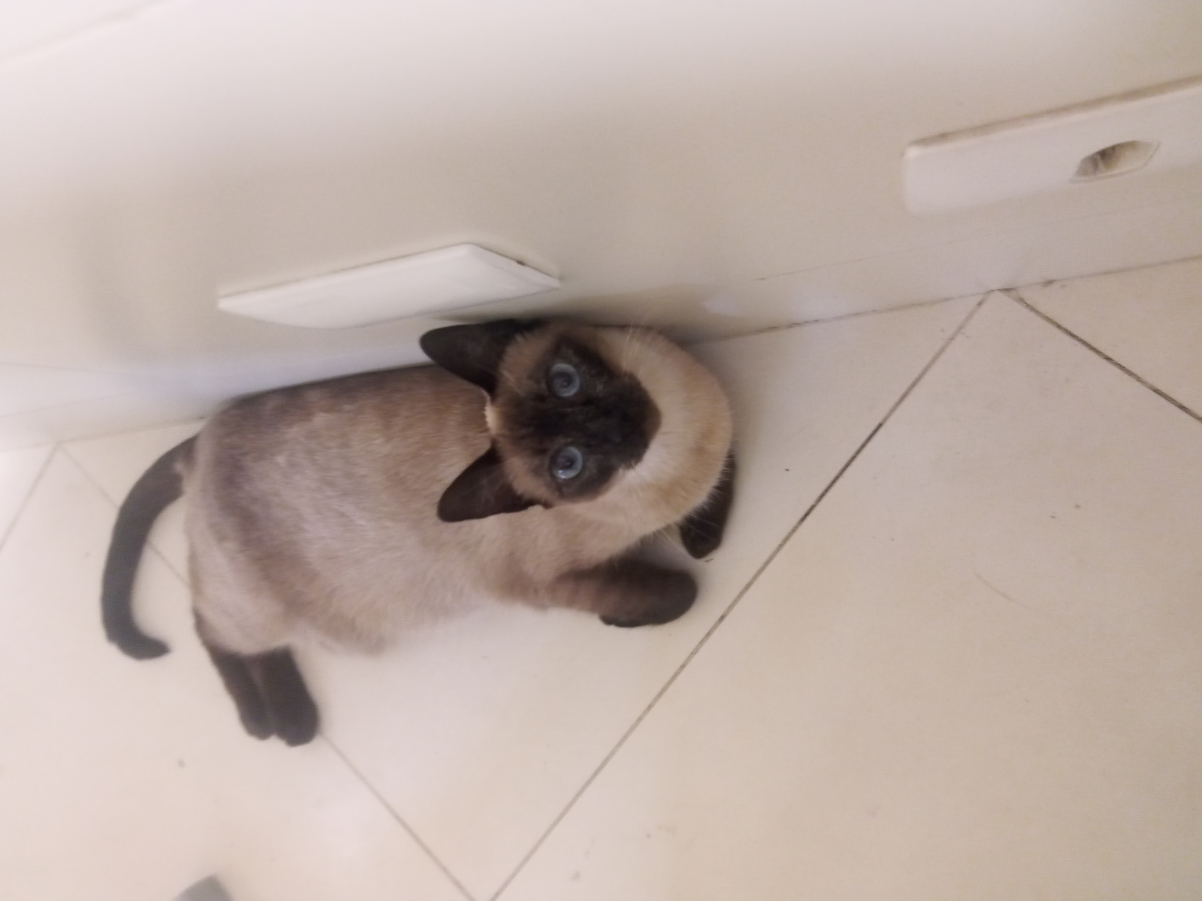 Pet Coletivo da(o) Claire