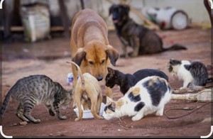 Vaquinha do(a) Animais de rua