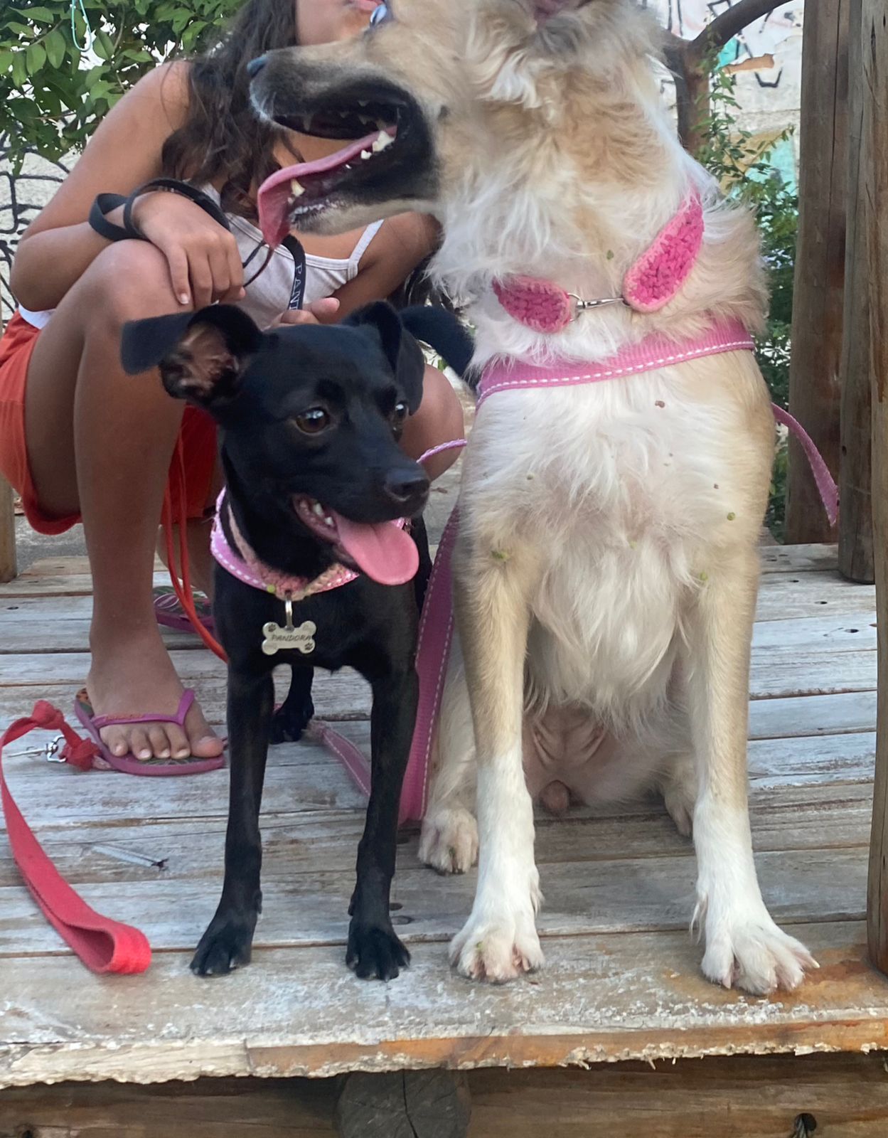 Pet Coletivo da(o) Amora