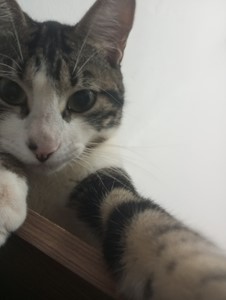 Vaquinha do(a) Zeus
