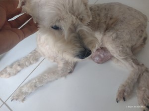 Vaquinha do(a) Nega