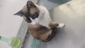 Vaquinha do(a) Mimi