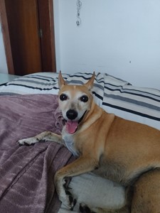 Vaquinha do(a) Nina