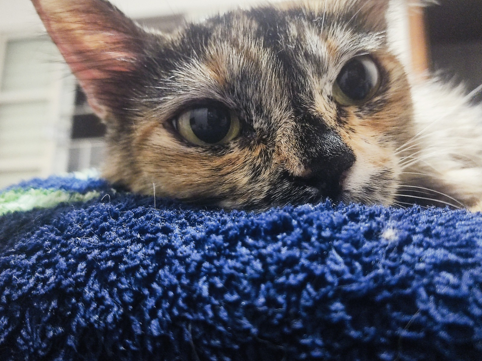 Pet Coletivo da(o) Nana 